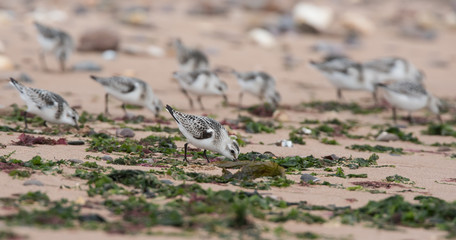 Sanderling, Calidris alba