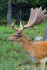 Fallow deer during the rutting season