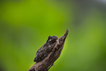 A grey tree frog perched on a pointed limb with green glowing background. 