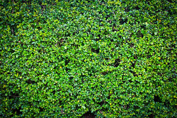 green leaves natural wall.