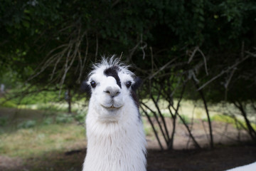 Obraz premium Inqisitve llama staring back at you
