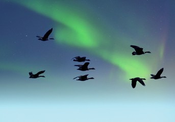 Free birds flying through the colorful sky