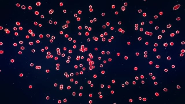 Cells Divide by Osmosis under Xray