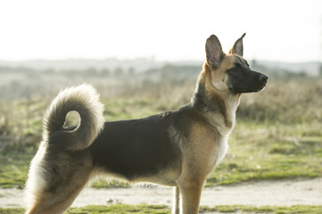 dog standing outside