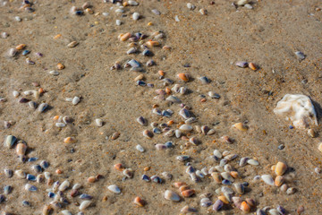 Colorful Coquina clams in a large group on the sand. 