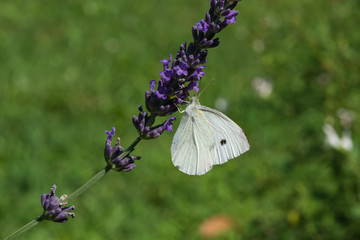 Bright white butterfly on a purple flower.  Macro
