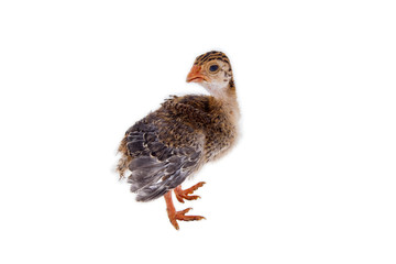 chick
