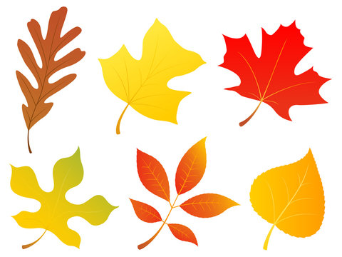 Vector illustration of a variety of autumn leaves: oak, poplar, maple, mulberry, walnut and aspen.