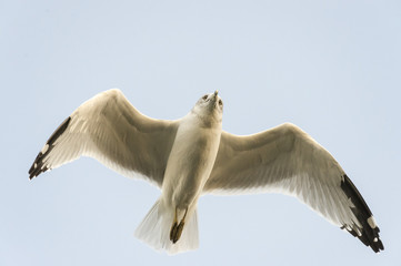 Gull directly overhead