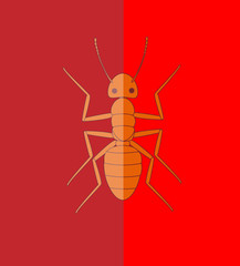 Fire Ant