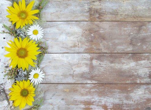 Birch Bark Sunflowers and Daisies on wood background with copy space.