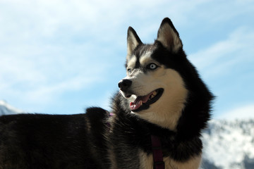 Close up Husky looking right/Close up of happy Siberian Husky looking right backed by a blue sky.