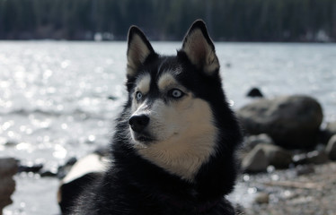 Husky Alert Horizontal/Purebred Siberian Husky next to a lake, looking right at alert position. 