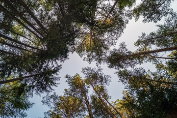 Baumkronen im Herbst