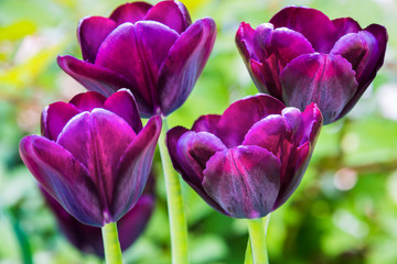 Тюльпаны. 
Тюльпаны в ботаническом саду Владивостока.