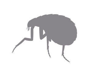 Tick Insect Shape