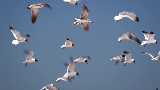Flock of seagulls aka Laughing Gulls flying over Isla Beach on South Padre Island, Texas