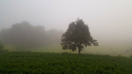 Fototapeta na wymiar A tree in the fog.