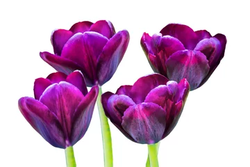 Crédence de cuisine en verre imprimé Tulipe Тюльпаны.   Тюльпаны в ботаническом саду Владивостока.