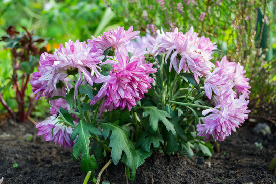 Chrysanthemum in the garden on August