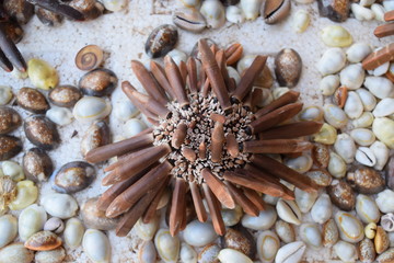 seashell sale souvenir display for decorating