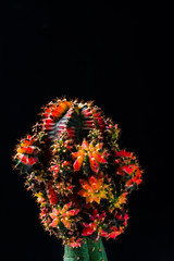 close up cactus on black background