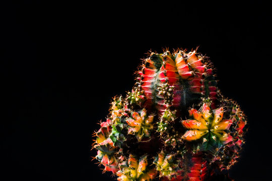 Close Up Cactus On Black Background