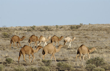 Wild feral camels in the Sturt Stony desert  South Australia.