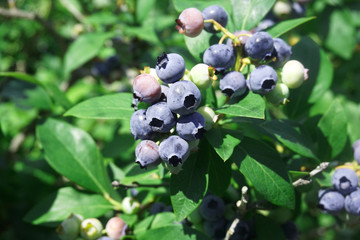 fresh blueberry on the tree