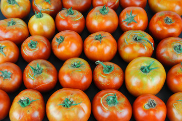 fresh farm picked tomatoes