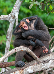 Chimpanzee (Pan troglodytes) with a cub on mangrove branches. Mother-chimpanzee sits and holds cub on hands. Central chimpanzee or tschego, (Pan troglodytes troglodytes). Congo. Africa.