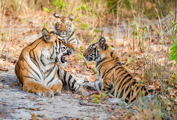 Tigress and cubs. In a sunny day the tigress lies on a forest glade. The Bengal tiger, also called the royal Bengal tiger (Panthera tigris tigris). India. Bandhavgarh National Park