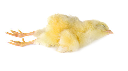 die chick on white background © siwaporn999