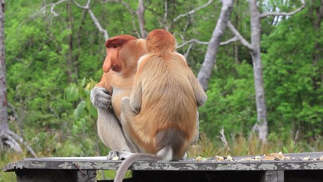 Proboscis Monkey