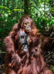 A female of the orangutan with a cub in a natural habitat.  Central Bornean orangutan (Pongo pygmaeus wurmbii) in the wild nature. Wild Tropical Rainforest of Borneo. Indonesia