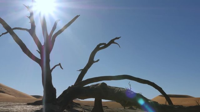 tracking shot of desert landscape backlight dead tree sossusvlei dead vlei namib desert namibia dolly shot global warming
