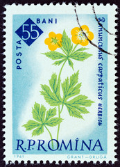 Buttercup, Ranunculus carpathicus (Romania 1961)