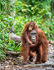 A female of the orangutan with a cub in a natural habitat.  Central Bornean orangutan (Pongo pygmaeus wurmbii) in the wild nature. Wild Tropical Rainforest of Borneo. Indonesia