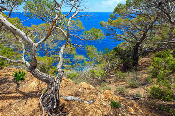 Pine trees above sea.