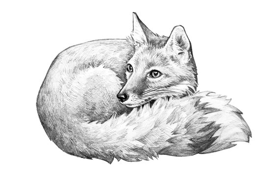 Fox illustration, cute fox is hand drawn pencil sketch