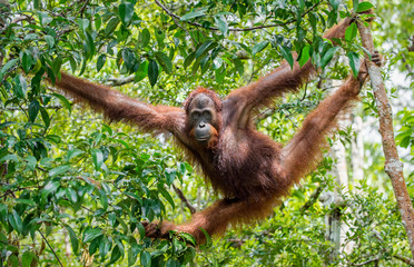 Great Ape on the tree. Central Bornean orangutan  ( Pongo pygmaeus wurmbii ) in natural habitat. Wild nature in Tropical  Rainforest of Borneo. - obrazy, fototapety, plakaty