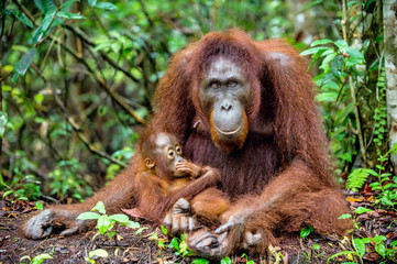 A female of the orangutan with a cub in a natural habitat.  Central Bornean orangutan (Pongo pygmaeus wurmbii) in the wild nature. Wild Tropical Rainforest of Borneo. Indonesia
