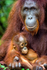 Fototapeta premium A female of the orangutan with a cub in a natural habitat. Central Bornean orangutan (Pongo pygmaeus wurmbii) in the wild nature. Wild Tropical Rainforest of Borneo. Indonesia