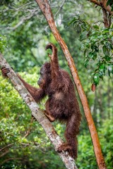 Great Ape on the tree. Central Bornean orangutan  ( Pongo pygmaeus wurmbii ) in natural habitat. Wild nature in Tropical  Rainforest of Borneo.