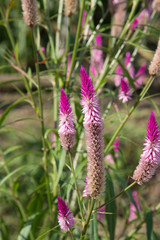 fiori dell amazzonia