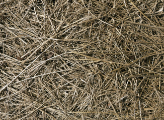 Dry grass texture.