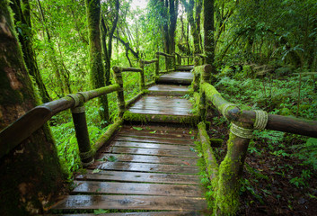 Fototapeta premium Wooden bridge in the forest at Doi Inthanon,Thailand