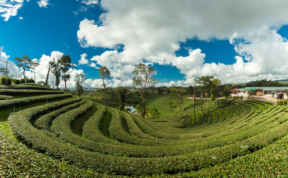 Tea plantation landscape in the mountain at Chang Rai, Thailand
