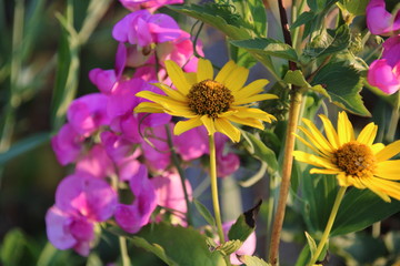 Sweet pea and coreopsis