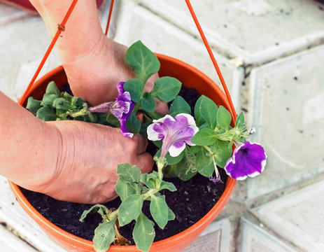 Transplanting Flowers In The Garden